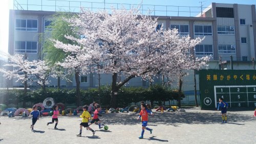 桜っ！！　そして、サッカーーーーーーーーー！！！